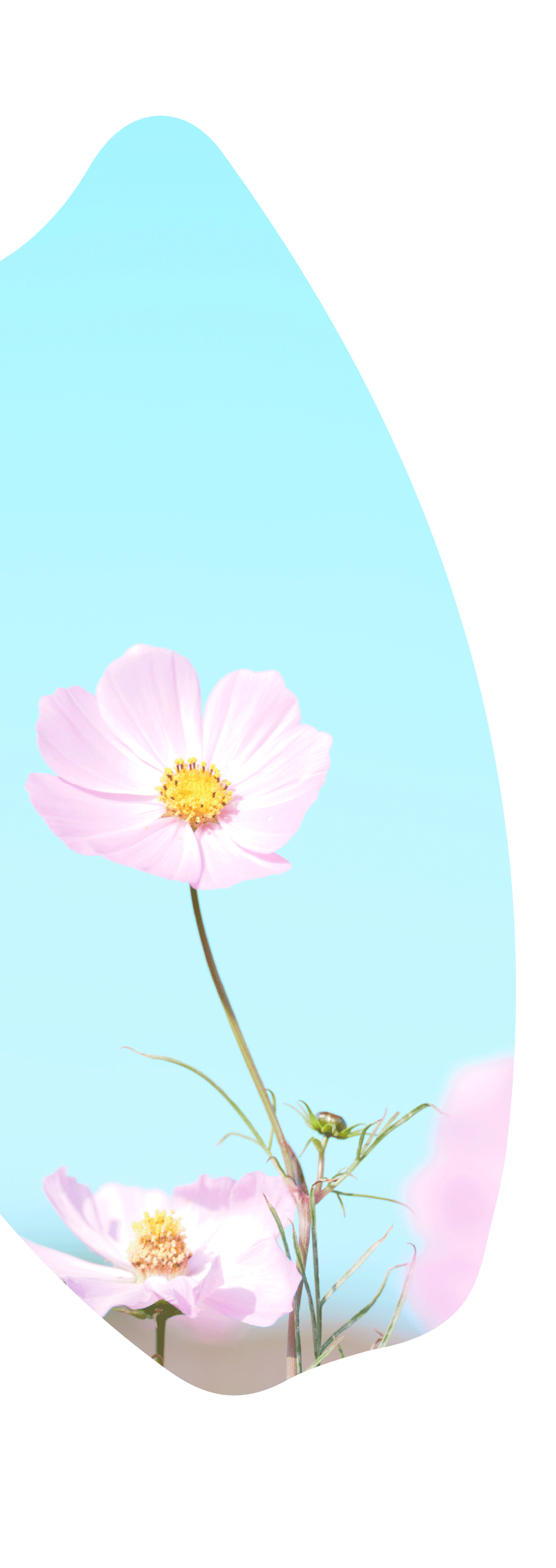 メインビジュアル